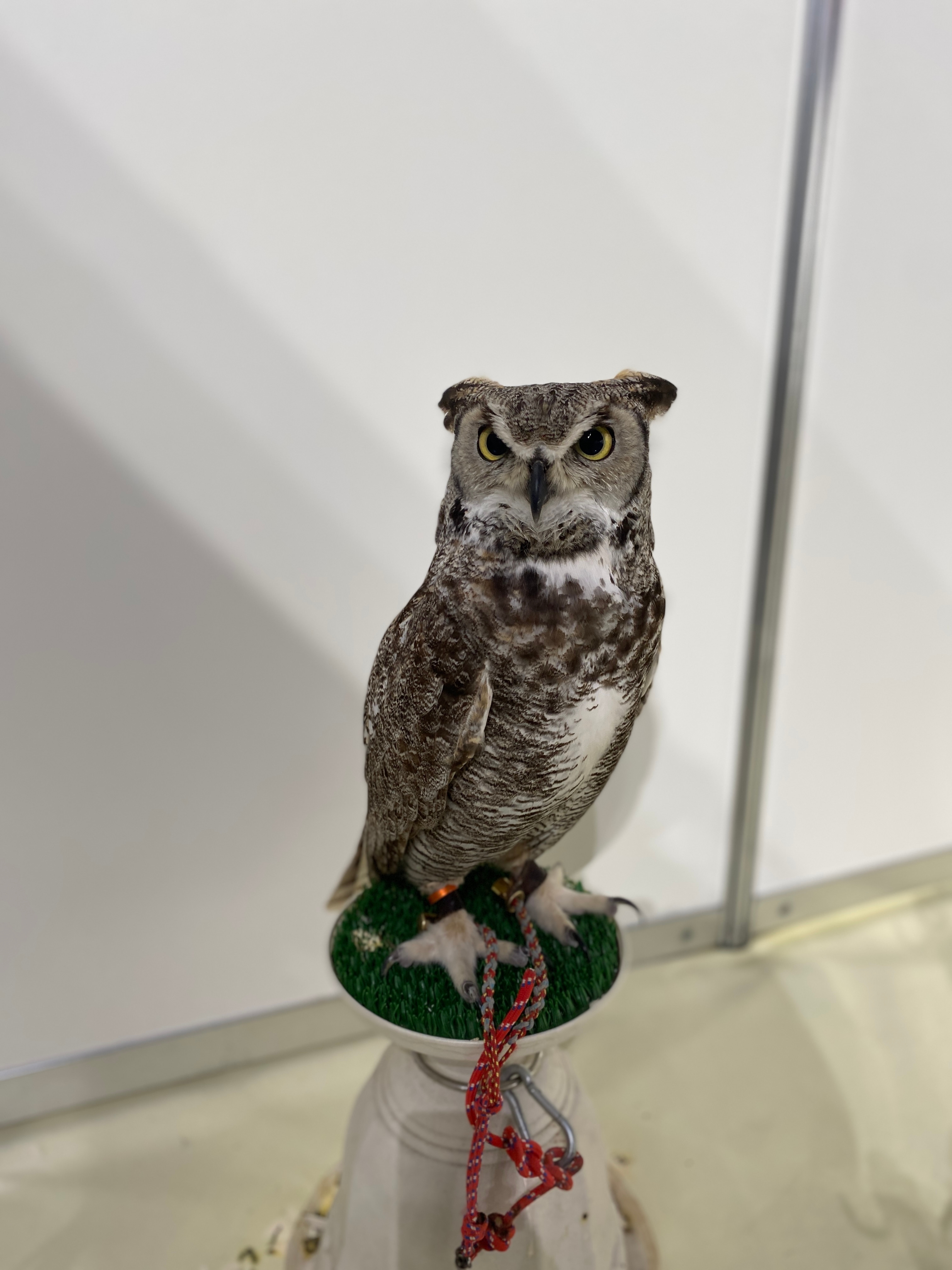 フクロウカフェ