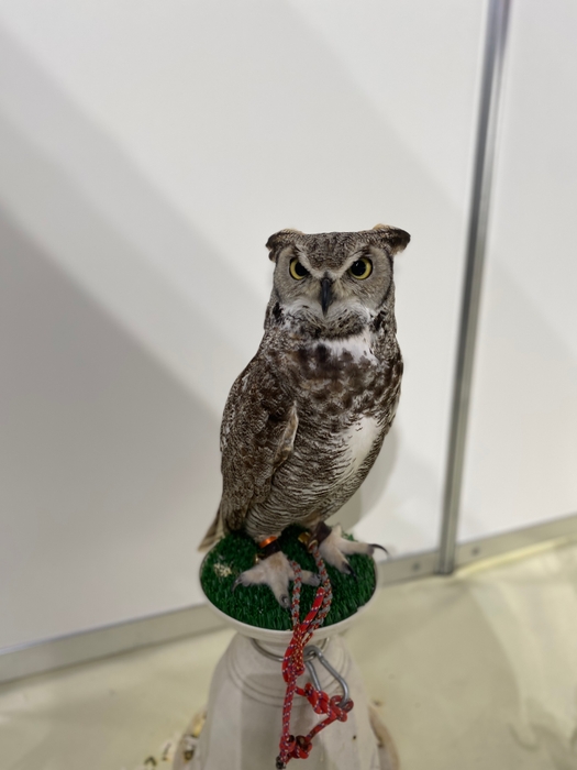 フクロウカフェ