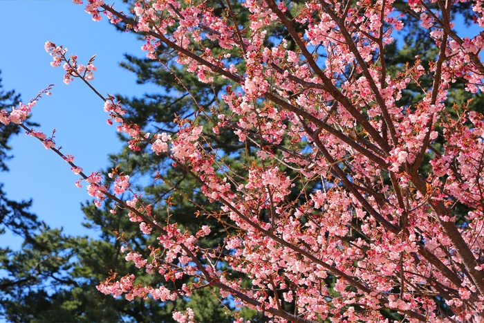 土肥桜 例年の見ごろ:1月上旬~2月中旬 / ホテルから車で約3分(徒歩で約7分)