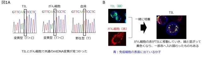 裁断済み　ミトコンドリア病 ミトコンドリア病診療マニュアル2023 裁断済み - メルカリ