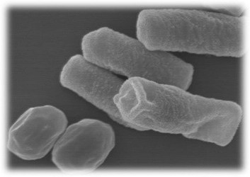 有胞子性乳酸菌プロバイオティクスの養殖魚における斃死抑制効果を確認