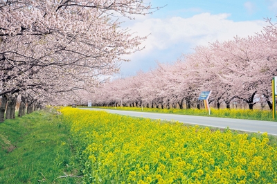 大潟村産業振興課 提供