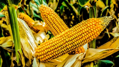 CSTxO3wCTVORnVNxKXmP.jpg?w=940&h=940