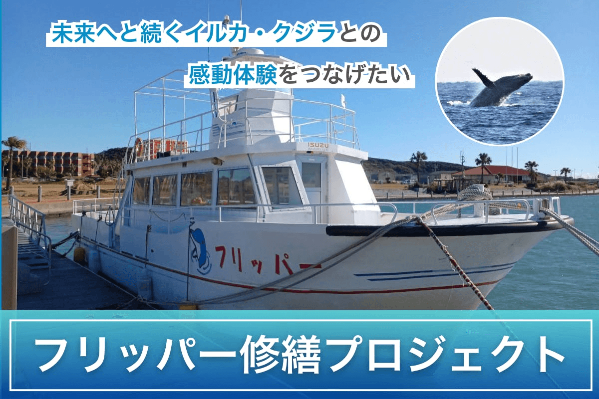 銚子沖で野生イルカ・クジラとの感動体験継続へ｜フリッパー修繕プロジェクトが本格始動
