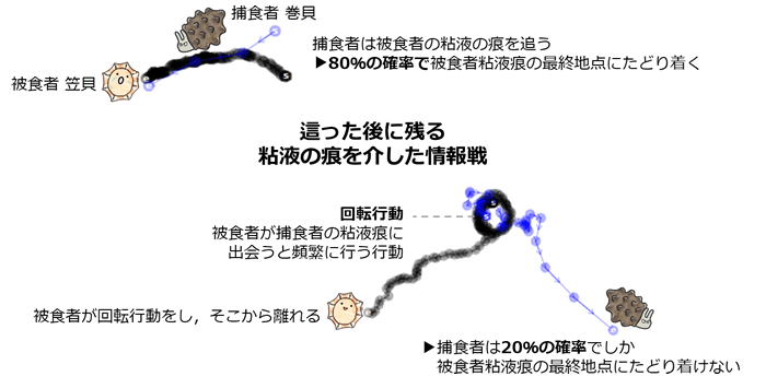 貝たちが繰り広げる情報戦―這った跡を使った捕食者と被食者の戦い―