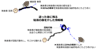 図1. 捕食者巻貝と被食者笠貝による粘液跡を用いた情報戦の概要