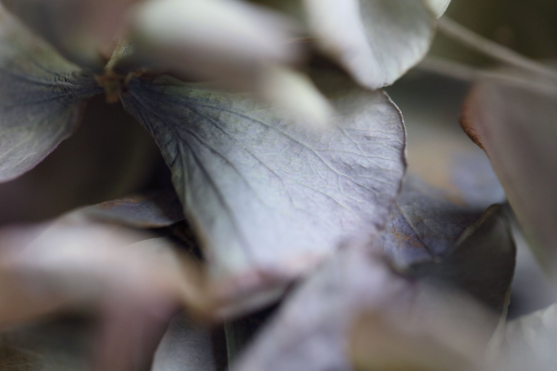 原画:Fragment Ⅱ - series 'Hydrangea' Artist:Namiko Kitaura