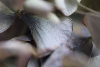 原画：Fragment Ⅱ - series 'Hydrangea' Artist：Namiko Kitaura