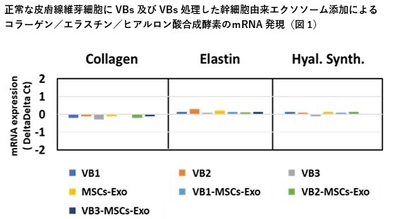 抗ウイルス・抗菌の『VB』＆幹細胞由来エクソソームの新境地　 VBの主成分による皮膚に対する抗老化作用とそのメカニズムを解明