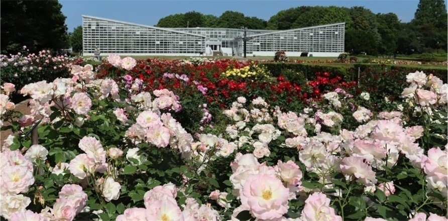 神代植物公園「春のバラフェスタ」５月２日(土）～５月31日(日）開催