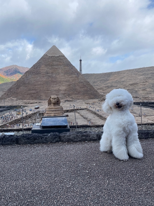 めざせスフィンクス犬!フォトコンテスト イメージ