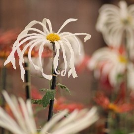 肥後菊