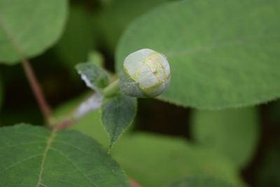 タマアジサイのつぼみ