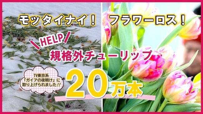 ガイアの夜明けでも放送された雪害に苦しむチューリップ農家支援のためのクラウドファンディングがReadyforで開始