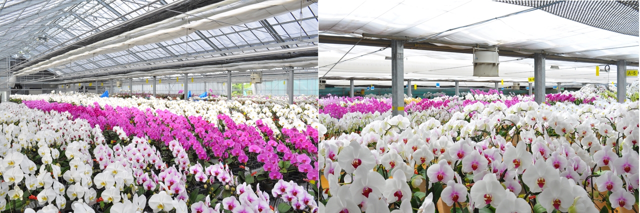 (画像:国内胡蝶蘭生産センター)