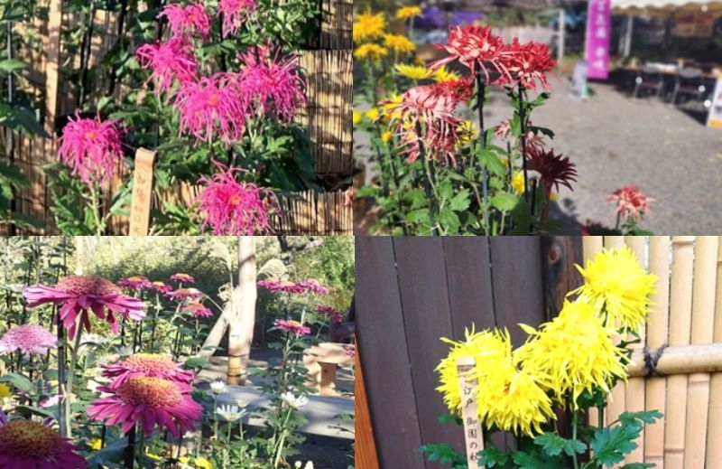 【11月８日（土）～11月30日（日）開催】向島百花園「菊が彩る江戸花屋敷」