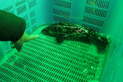 試験養殖施設のタマカイ。最大で体長45センチ、1800グラムにまで成長しています