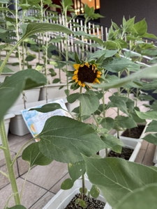 D1bMAnP8YOR5sqxFTW3C.jpeg?w=940&h=940