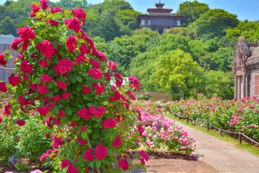 レオマリゾートで人気の春イベントがスタート！ 約10万本のバラが咲き誇る、四国最大級の大バラまつり