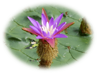 D5W1pLsU6dXNalys53nL.png?w=940&h=940