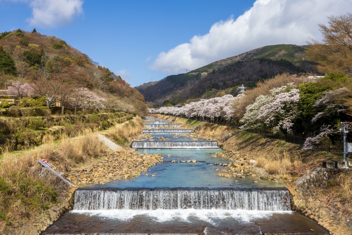 2023年箱根宮城野　早川提沿い桜並木