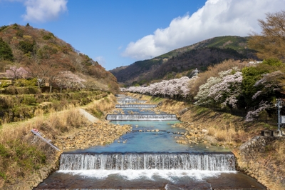 2023年箱根宮城野　早川提沿い桜並木