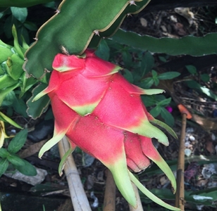 ドラゴンフルーツ