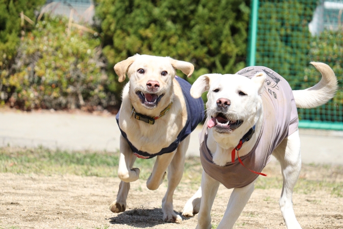 ドッグランでの様子