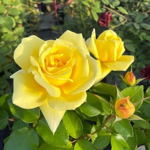 DBiDWHkLRo9tJ1nqhxaQ.jpg?w=940&h=940