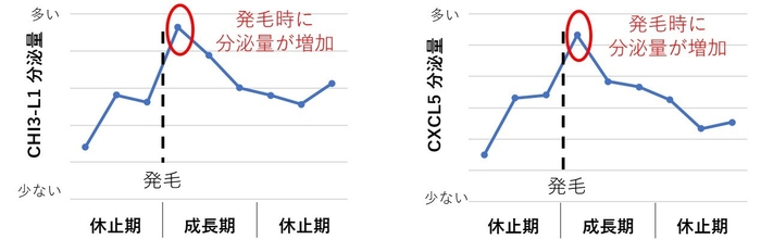 図3:発毛時のマウス皮膚にて、CHI3-L1とCXCL5の分泌量が増加する