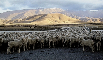 DJIg9DkL1kmO6I1fGuEr.jpg?w=940&h=940