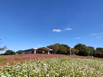 【舎人公園】「赤そば（高嶺ルビー）花壇」見頃のお知らせ！