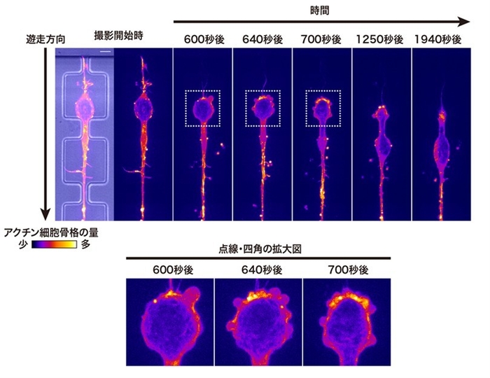 図1 狭小な空間をもつマイクロデバイス流路内を移動する遊走ニューロン(スケールバーは5μm)
