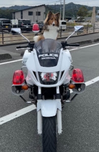 親子で警察犬シェルティー