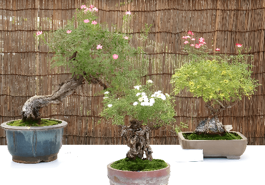 秋のミニバラ盆栽展(令和5年撮影)