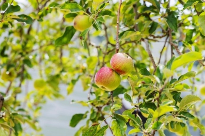 ▲フレンチの森に実った林檎