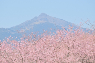 いばらきフラワーパーク提供