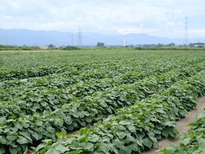 DenHfvfFAfJvKVVxZkRZ.jpg?w=940&h=940