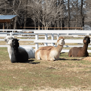 仲間入りした４頭のアルパカ