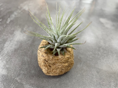 Dj2e7okkKyYq9OJqpekJ.jpg?w=940&h=940