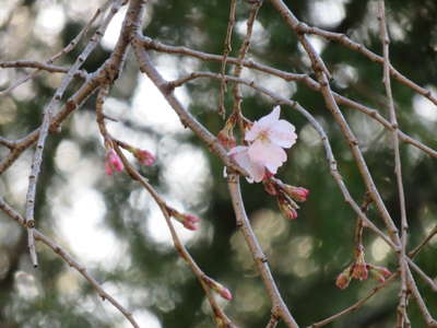 旧古河庭園シダレザクラ（3月16日撮影）