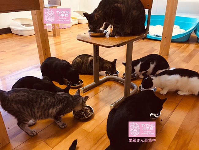 岡山 吉備中央町から保護猫活動を応援!【通販・SNSでの拡散にてご支援お願いします】