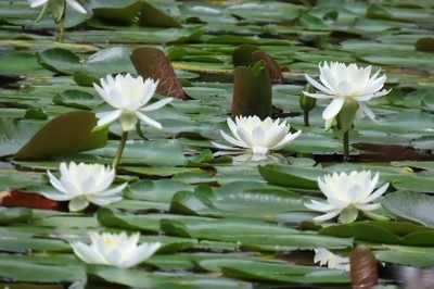 内庭のスイレンの様子