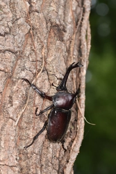 昆虫たちの朝の生態が見られる！小山田緑地で昆虫観察会を開催（7月19日（土）7時30分スタート）