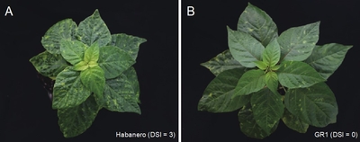 トウガラシ（Capsicum chinense）に見られるベゴモウイルス抵抗性の違い（A）ベゴモウイルス感受性トウガラシHabaneroでは病気による症状がひどい(B）抵抗性トウガラシGR1では症状が軽い（DSIは病気による症状の程度を示し、数字が大きいほど症状が強く出ていることを示す。）