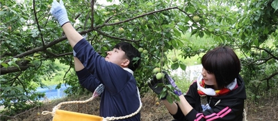 近畿大学附属湯浅農場での収穫風景