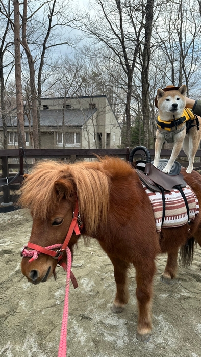 わんちゃんポニー乗馬体験
