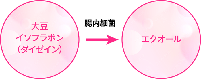 エクオール産生菌といわれる菌がいるかどうかがわかる「エクオールカテゴリー」