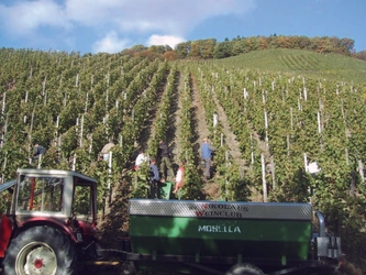 温暖化の影響でドイツの白ワインブーム再来の兆し！ ドイツの「ぶどうの樹3本のオーナー」 手軽な特別感で31年間大人気