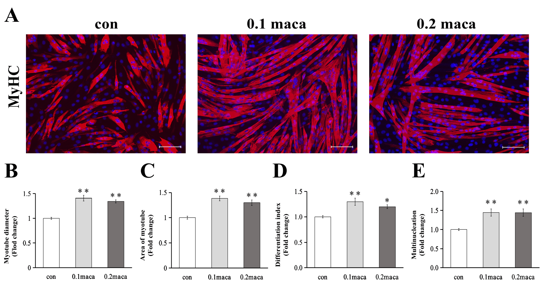 「Yi et al., IJMS 2022」の図1より引用